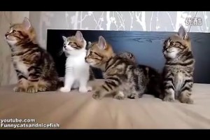 可爱：5只小猫整齐随音乐摆头跳舞